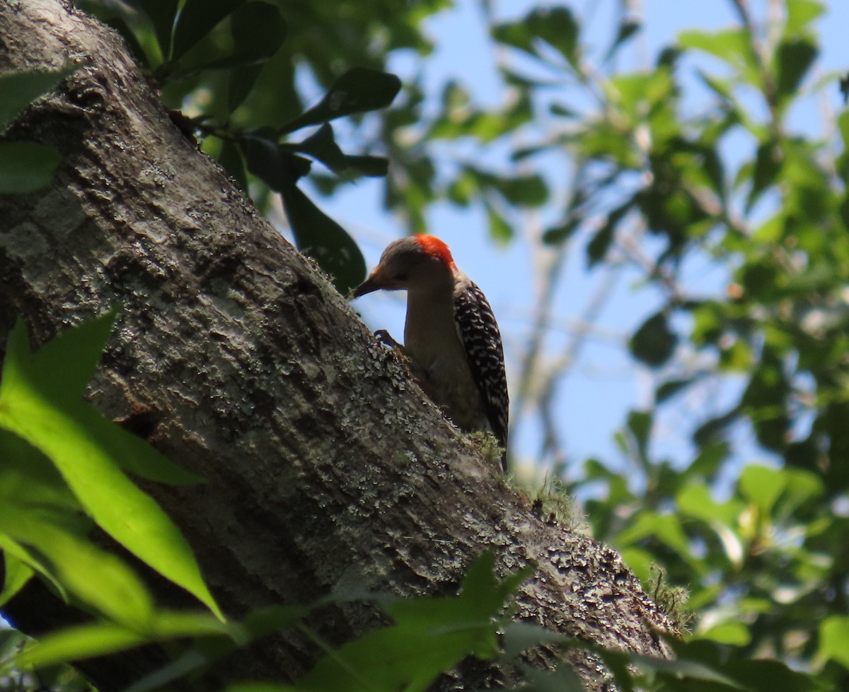 Red-bellied Woodpecker - Tom Austin