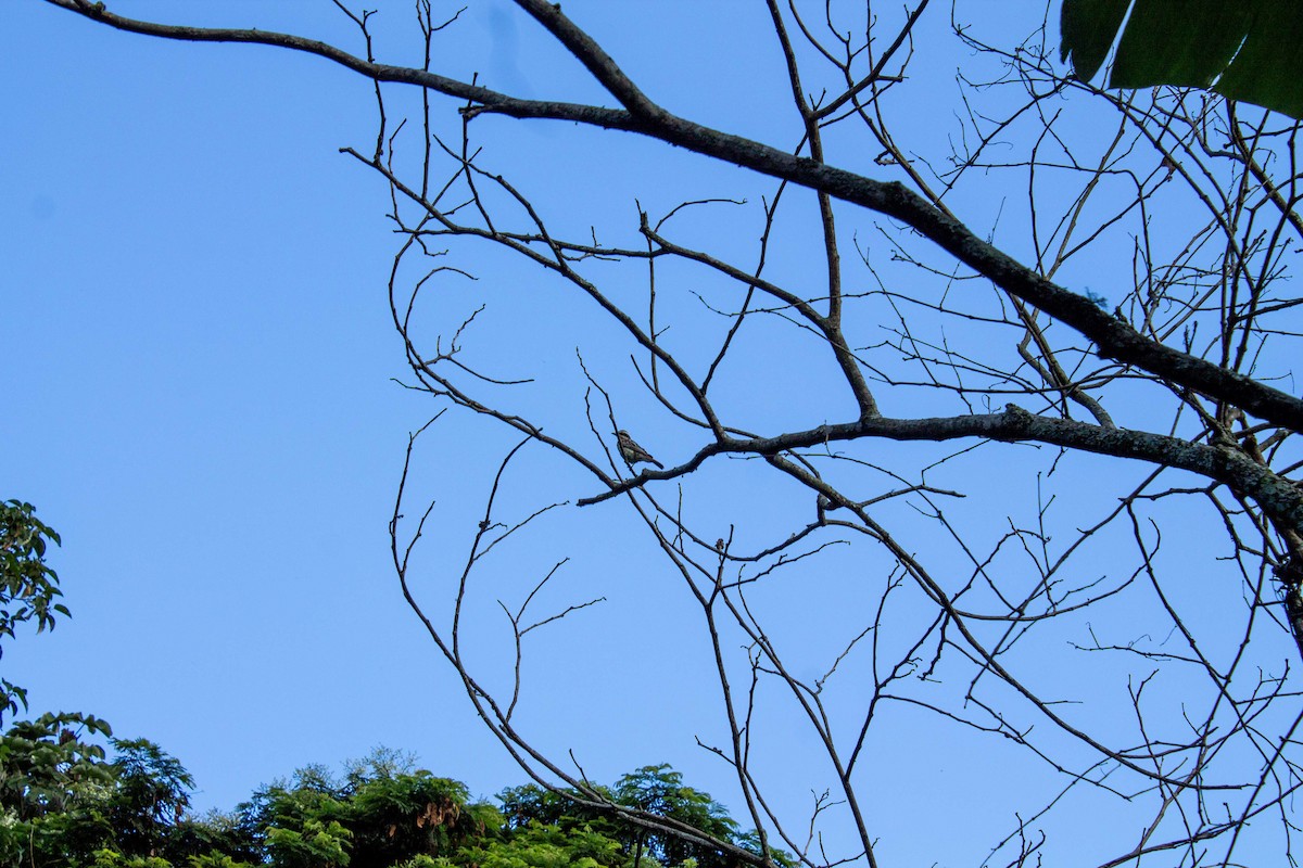 Streaked Flycatcher - Kevin Cuevas Duran