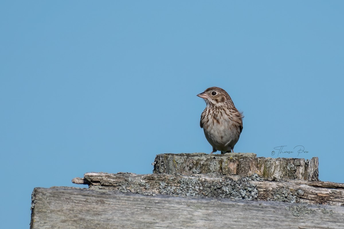 Vesper Sparrow - Theresa Pero