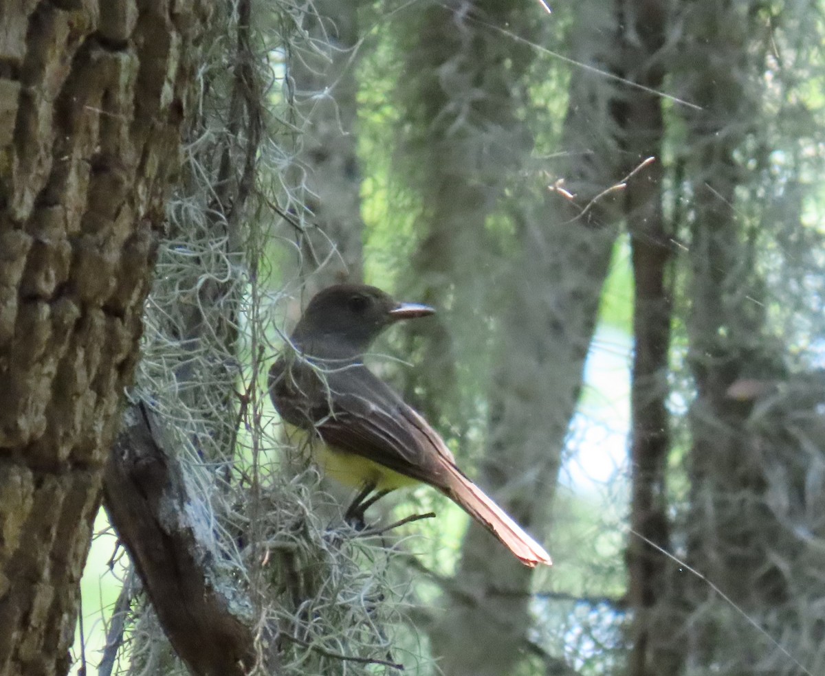 Great Crested Flycatcher - Tom Austin