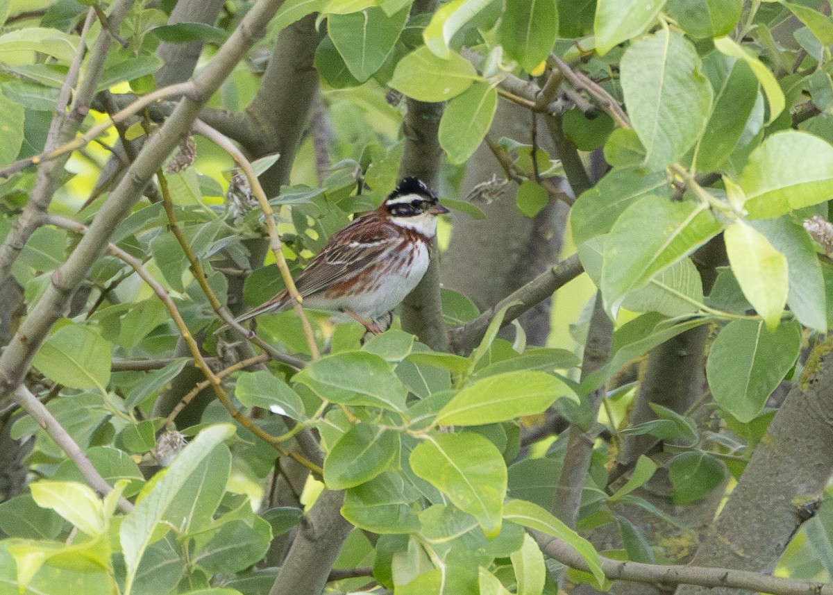 Rustic Bunting - ML619625902