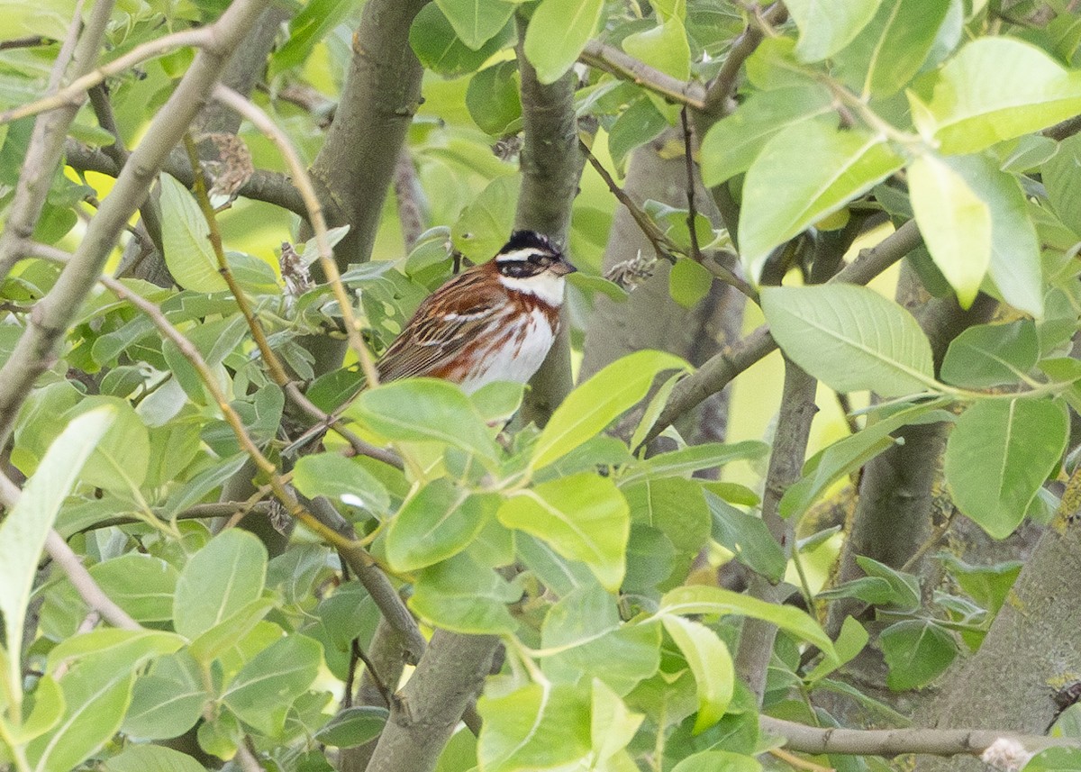 Rustic Bunting - Nathaniel Dargue