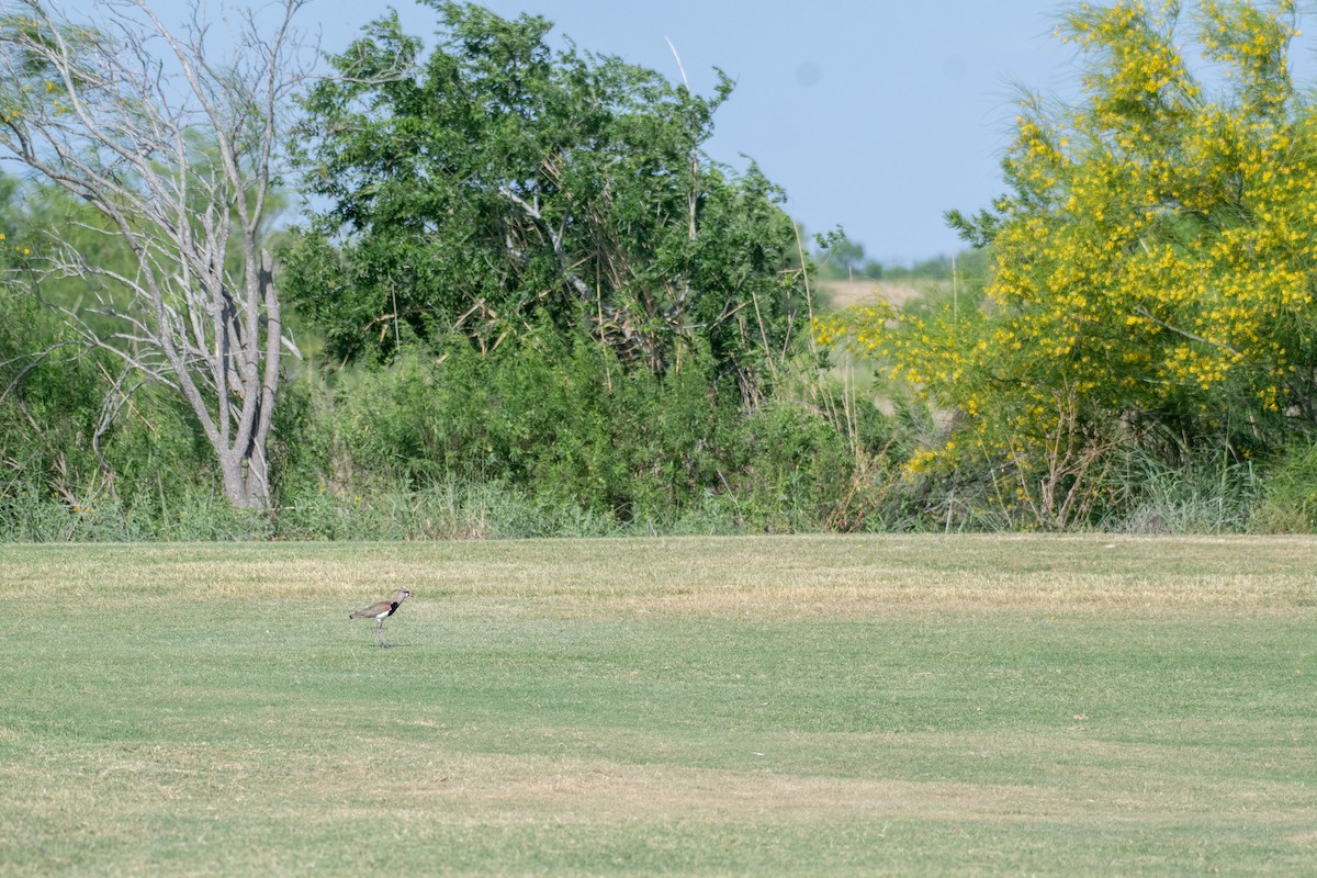 Southern Lapwing (cayennensis) - ML619625923