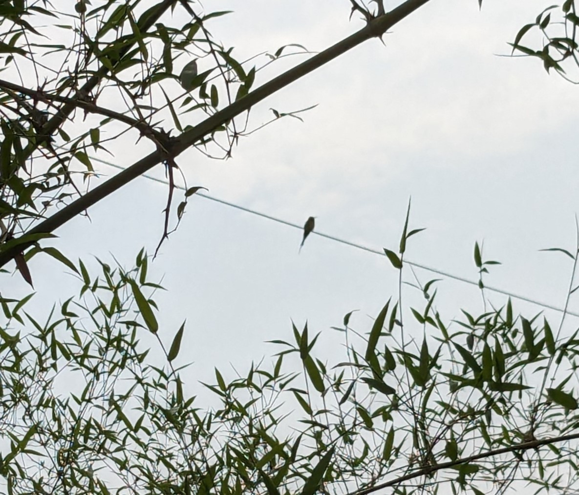 Asian Green Bee-eater - ML619625924