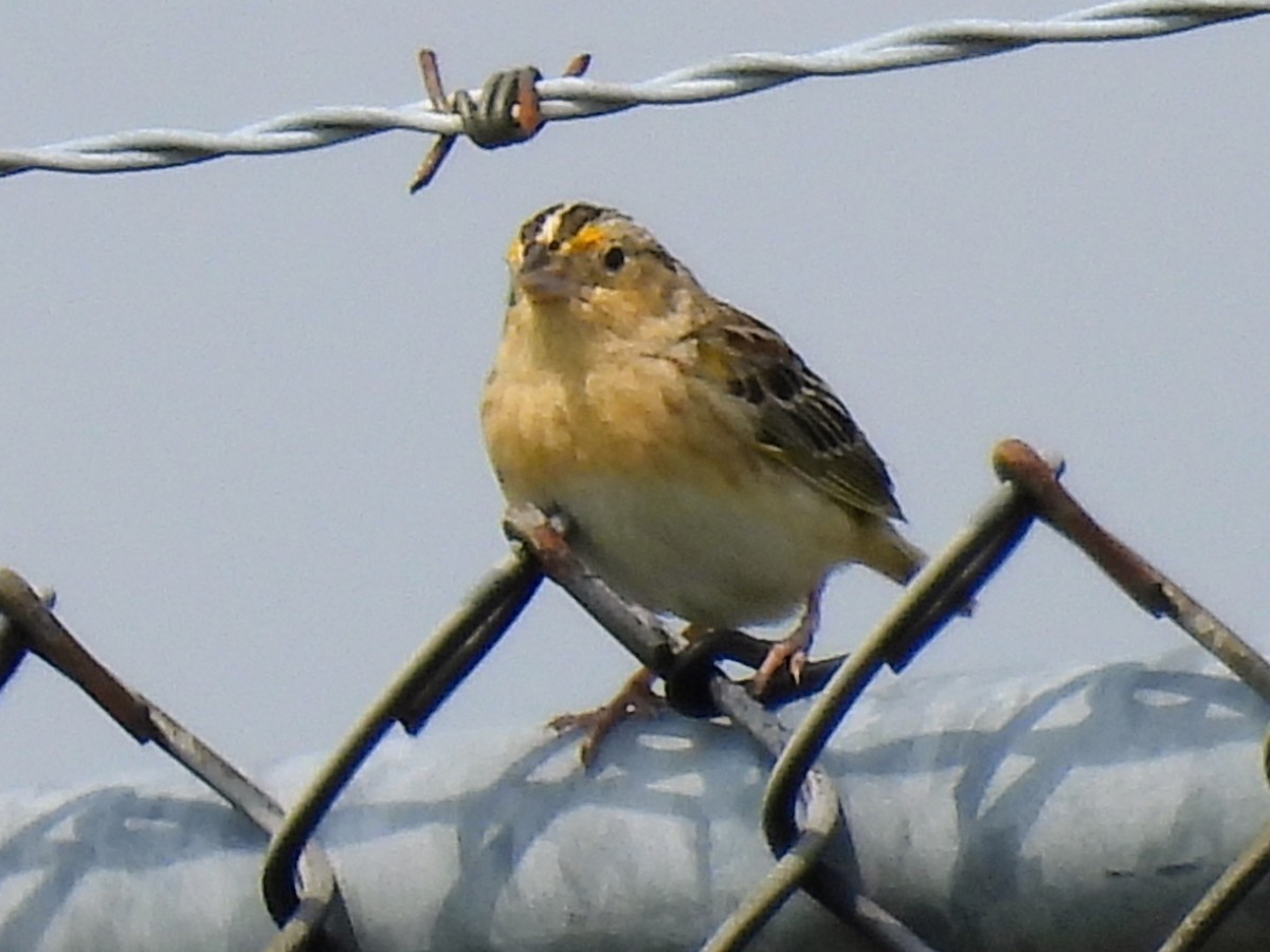 Grasshopper Sparrow - ML619625947