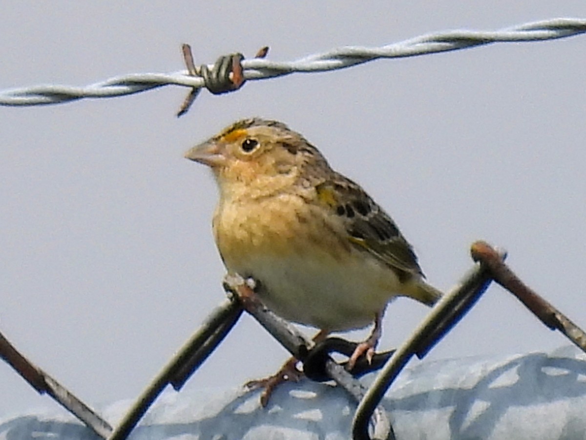 Grasshopper Sparrow - ML619625948