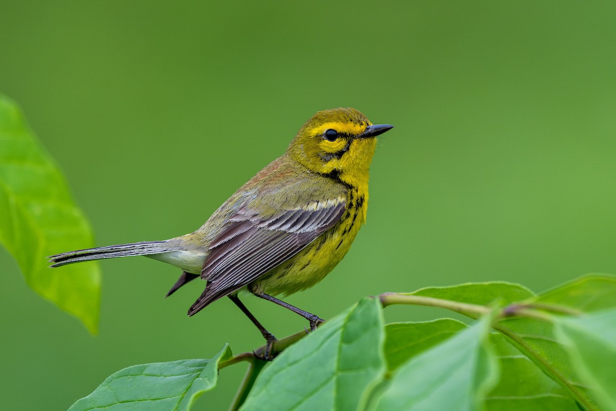 Prairie Warbler - Ryan Shean