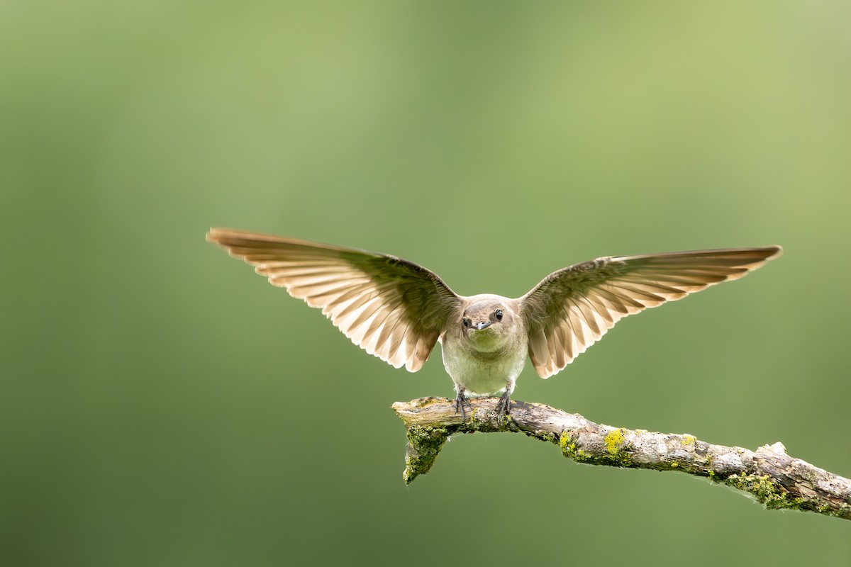 Northern Rough-winged Swallow - Roderick Hornby