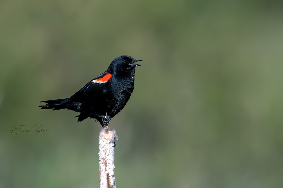 Red-winged Blackbird - Theresa Pero