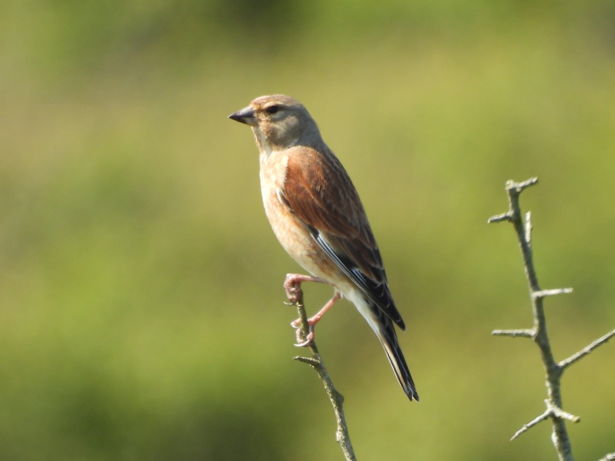 Eurasian Linnet - Gerald Moore