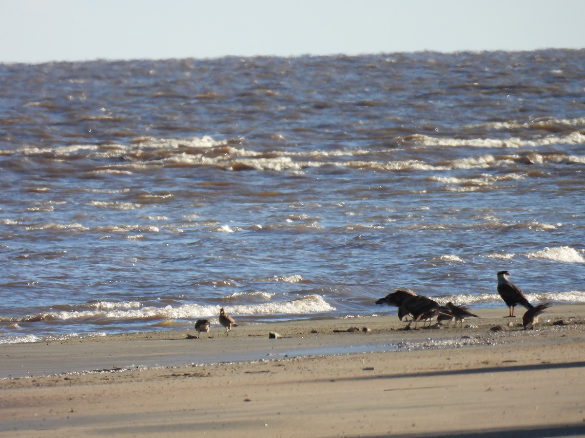 Crested Caracara - Silvana Mallo