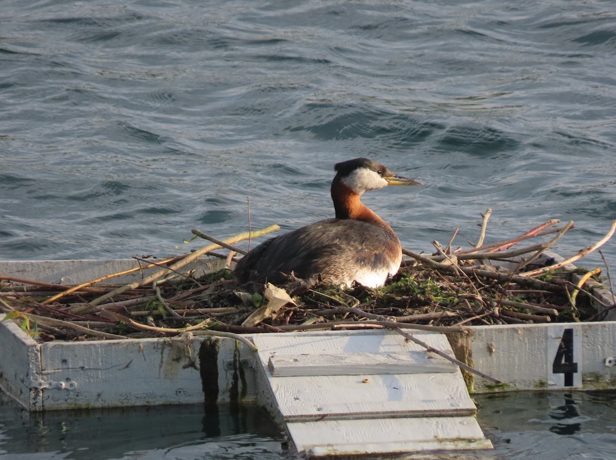 Red-necked Grebe - ML619625965