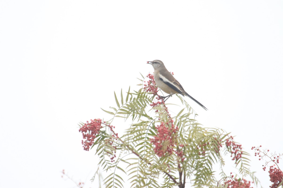 White-banded Mockingbird - ML619625968