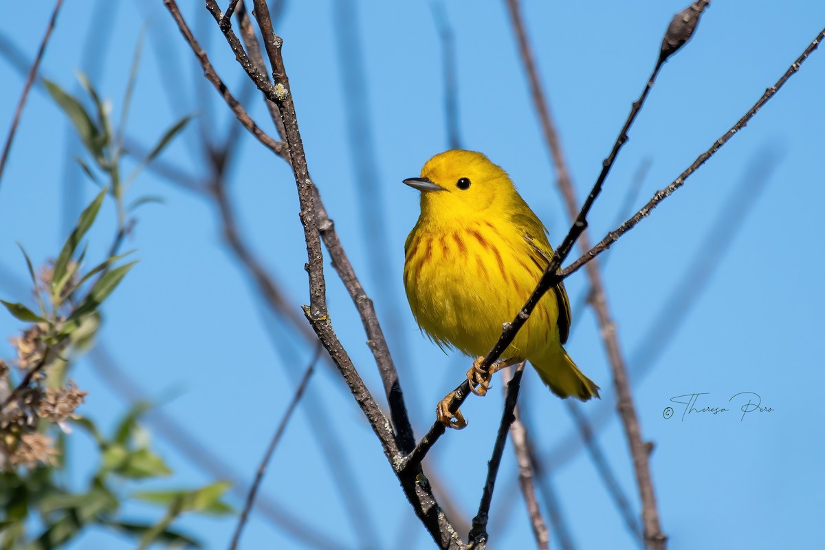 Yellow Warbler - Theresa Pero