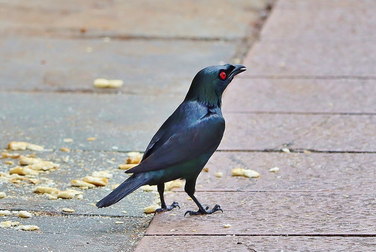 Asian Glossy Starling - Volker Lange