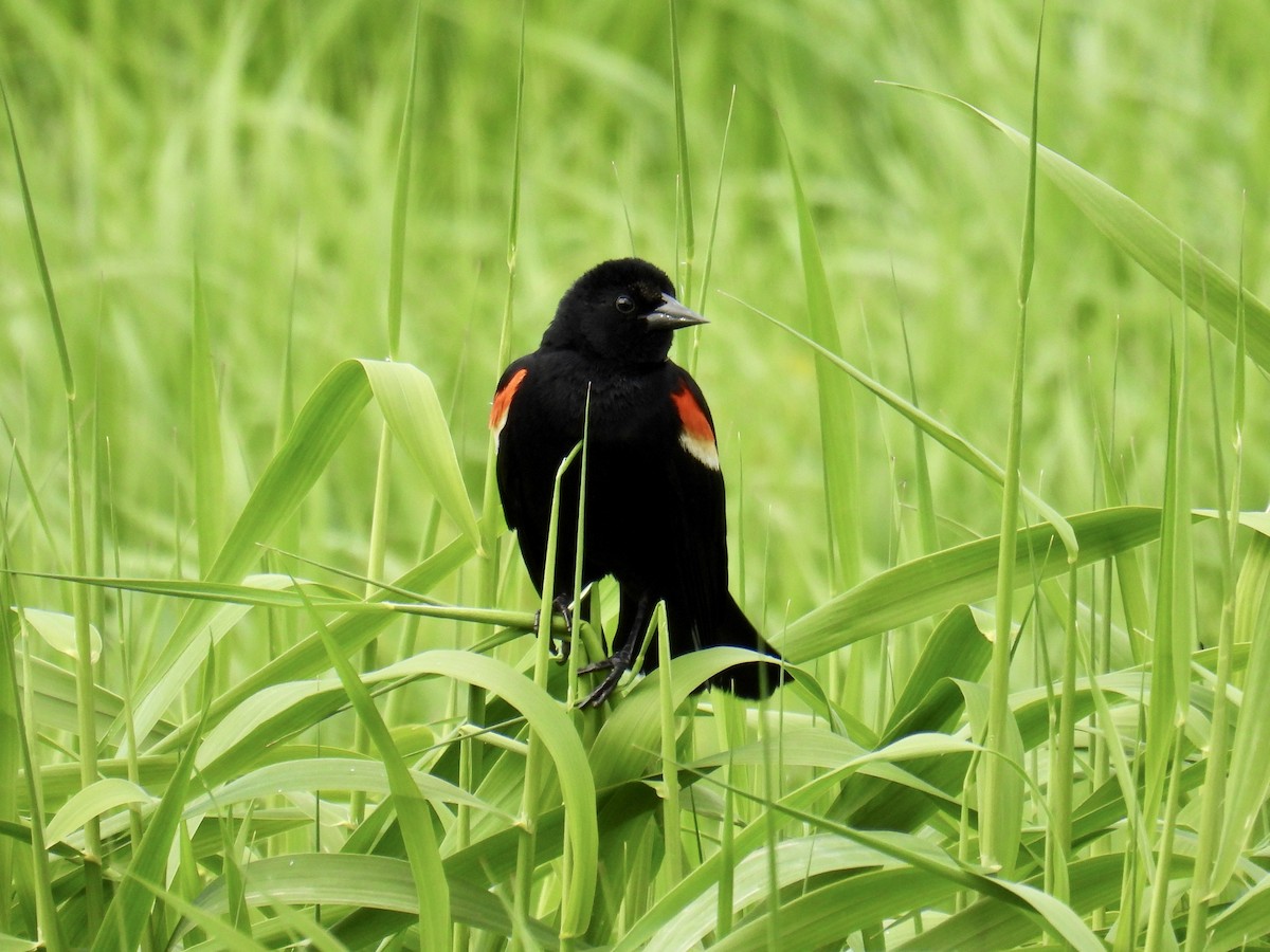 Red-winged Blackbird - Jeanne Tucker
