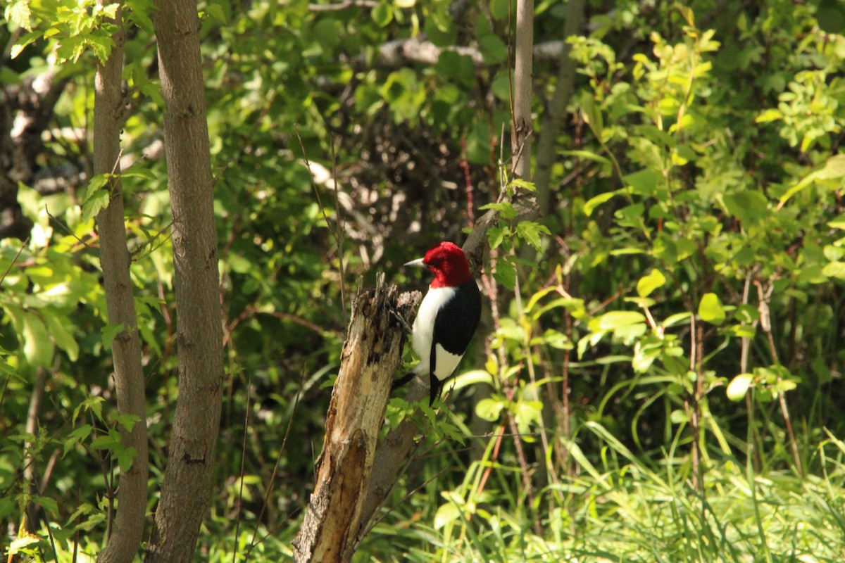 Red-headed Woodpecker - Leigh Nelson