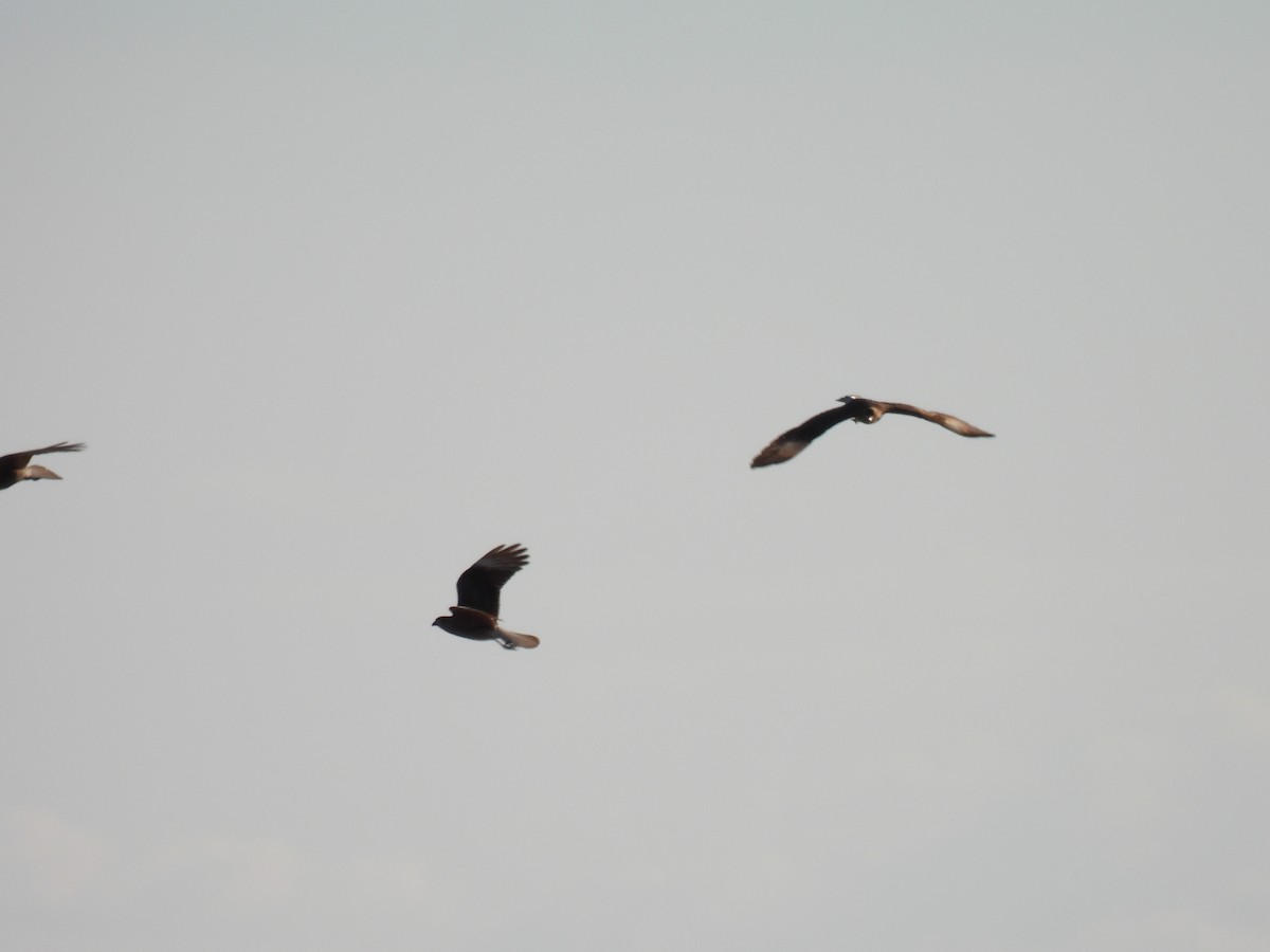 Chimango Caracara - Silvana Mallo