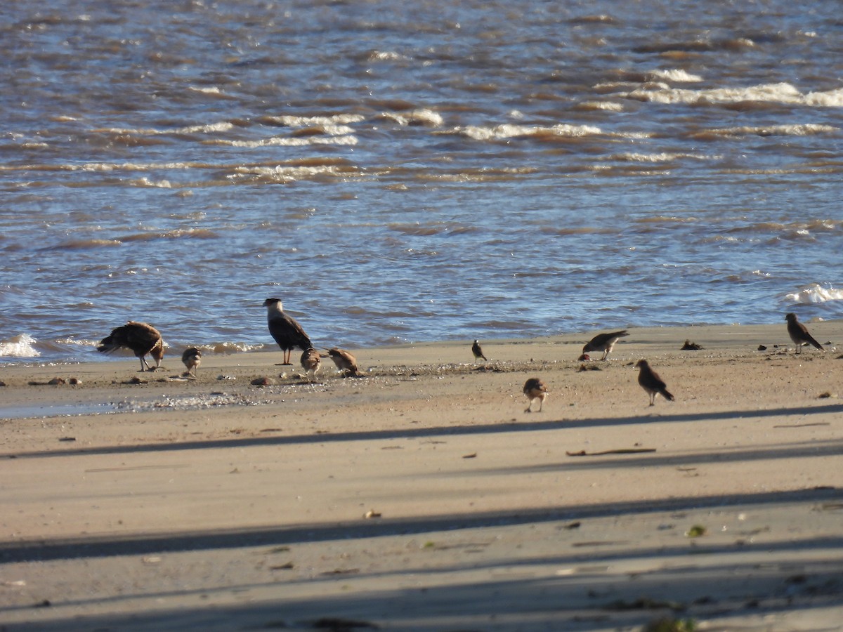 Chimango Caracara - ML619625990