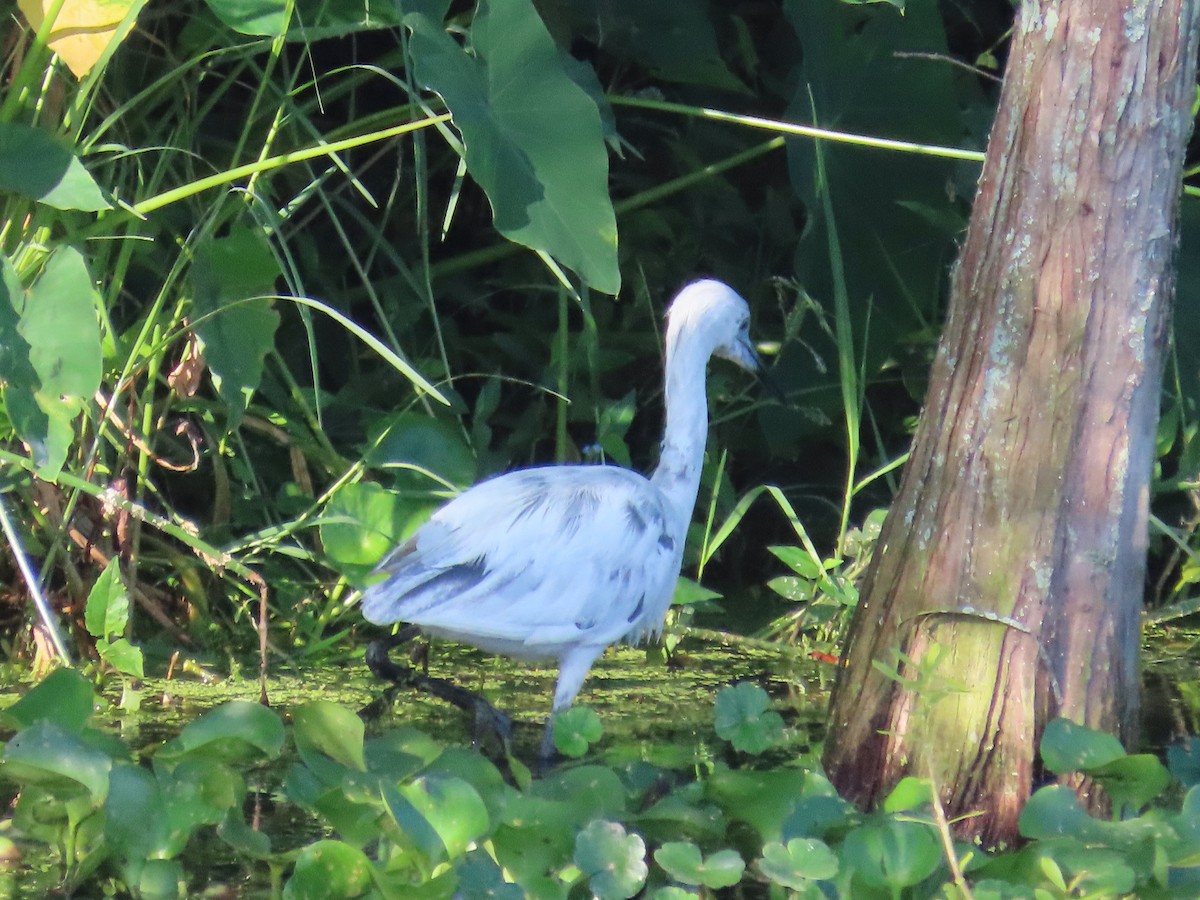 Little Blue Heron - Lloyd Davis