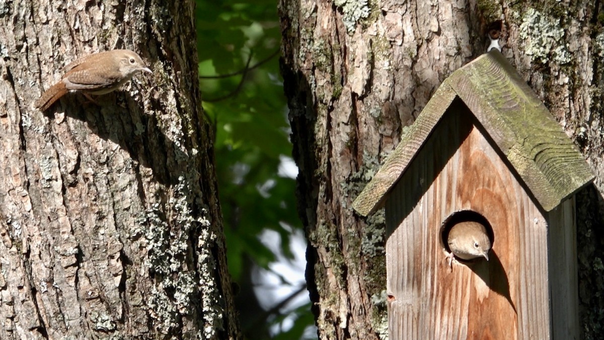 House Wren - Luce Chamard