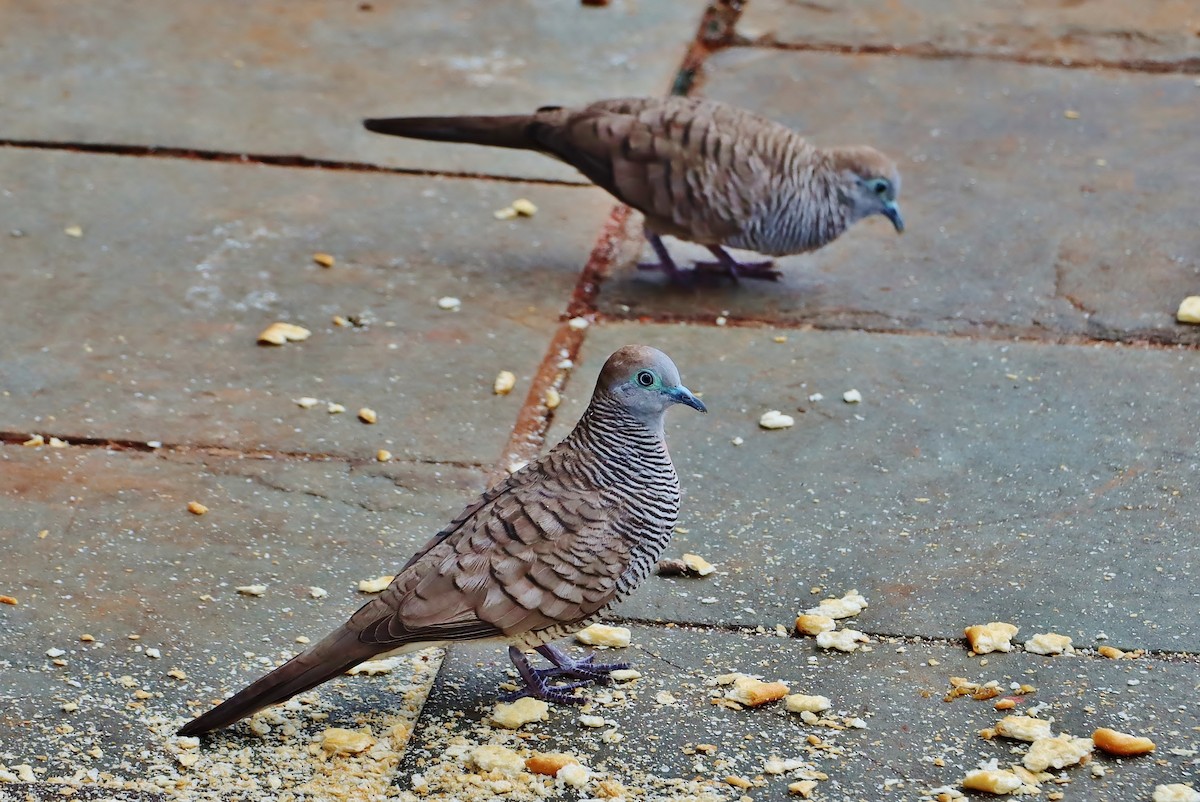 Zebra Dove - ML619625998