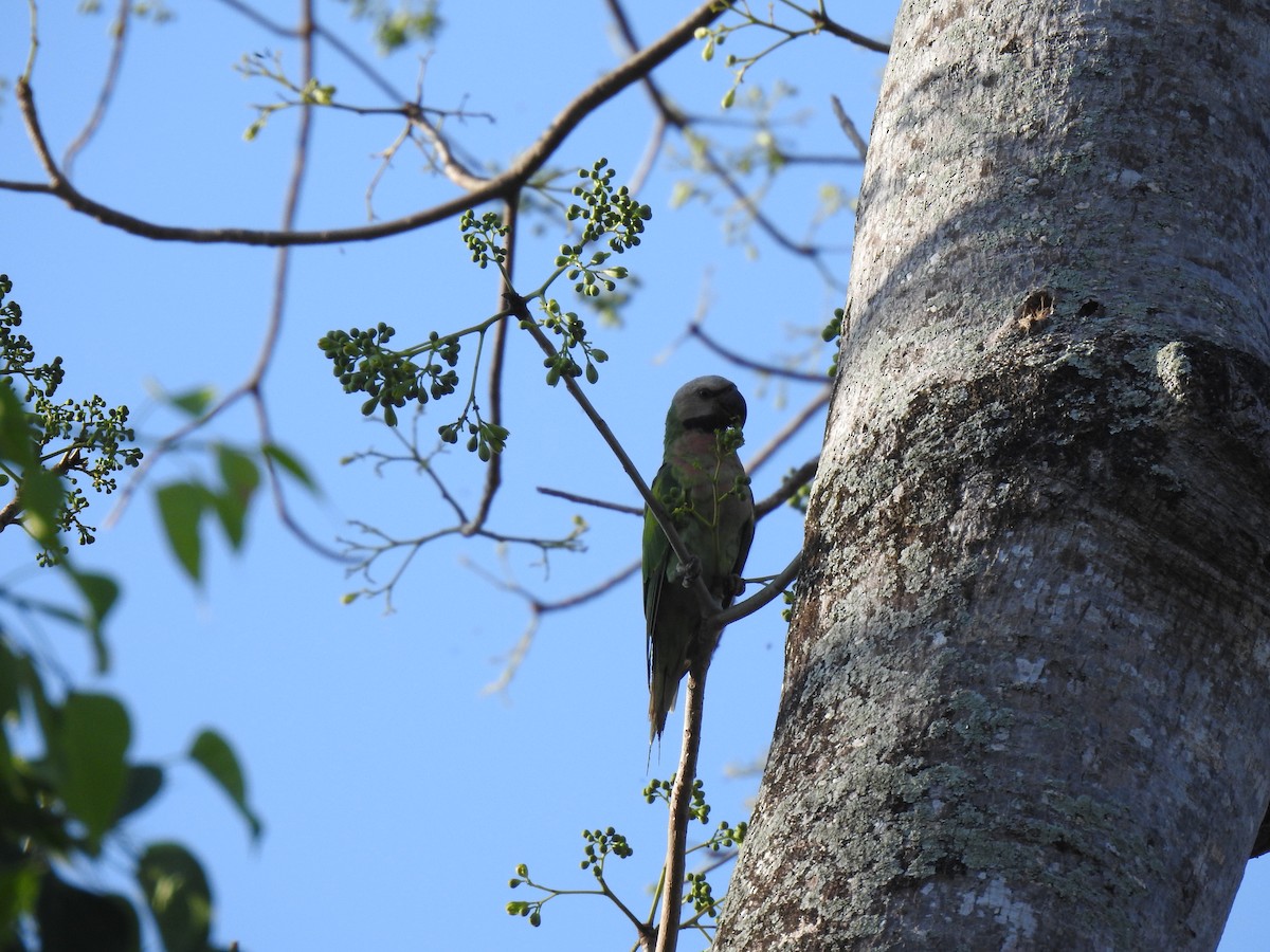 Red-breasted Parakeet - Prabhudatta Bal