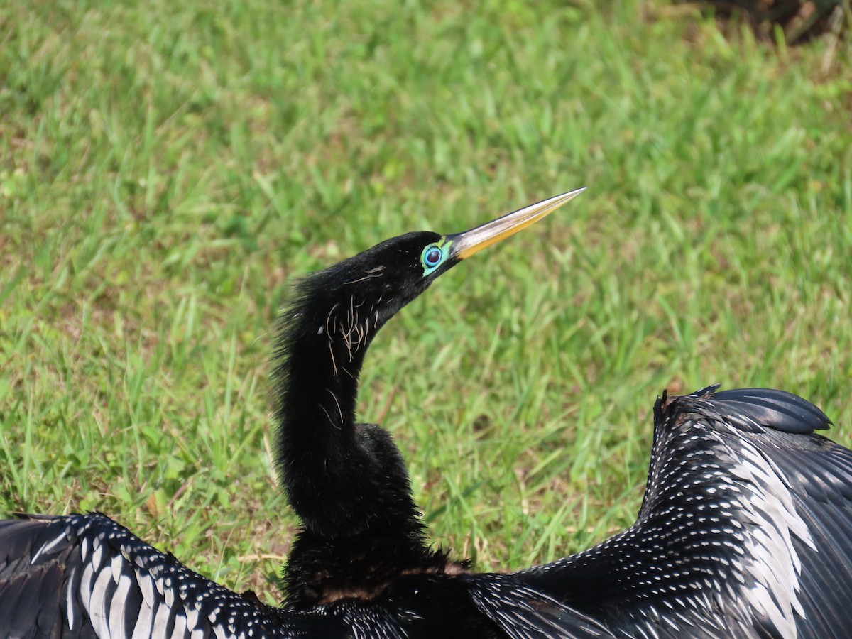 Anhinga - Lloyd Davis