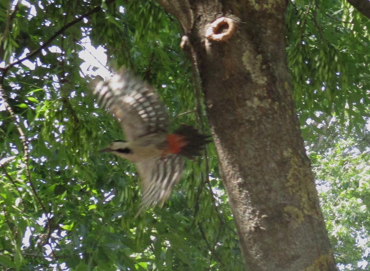 Syrian Woodpecker - Tamas Zeke