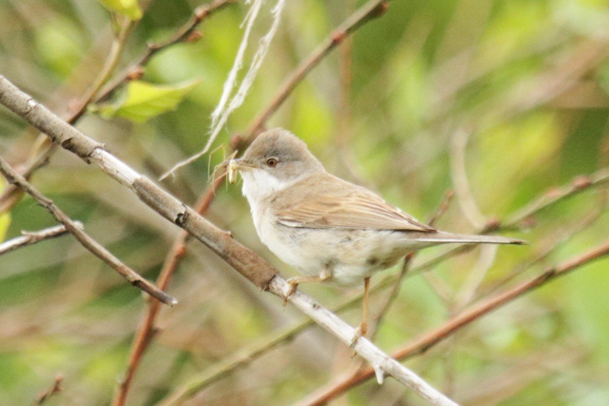 Greater Whitethroat - Jan Roedolf