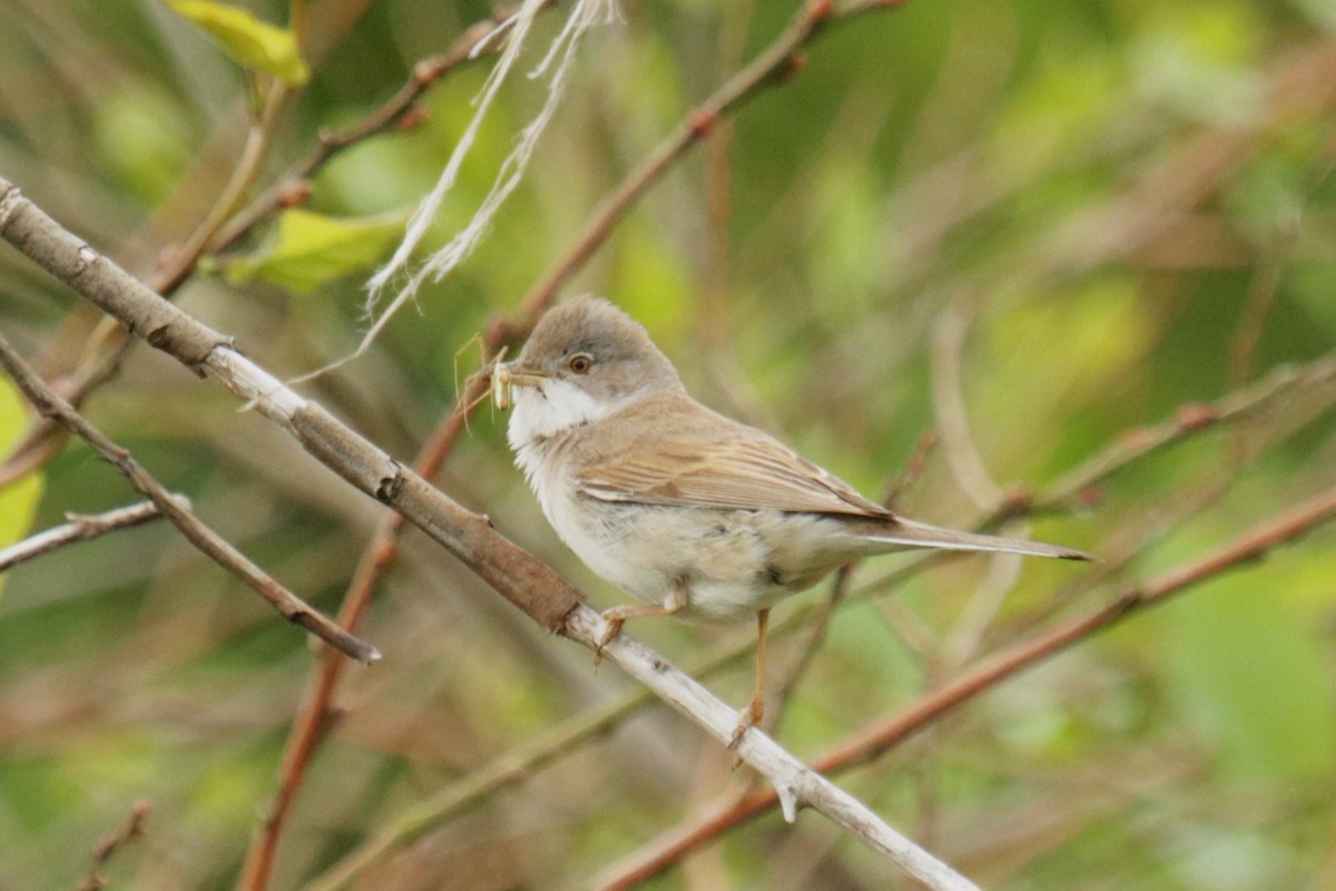 Greater Whitethroat - Jan Roedolf