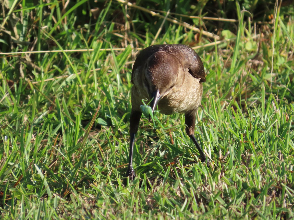 Boat-tailed Grackle - Lloyd Davis