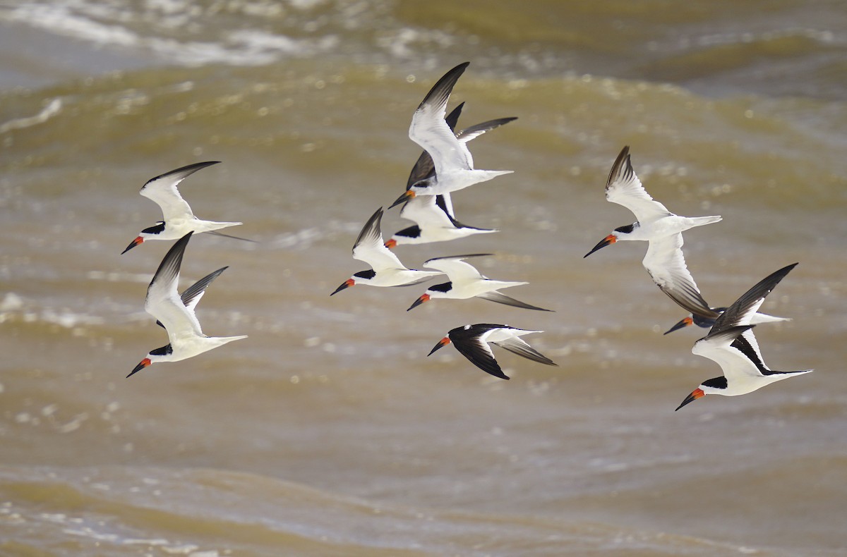 Black Skimmer - ML619626043