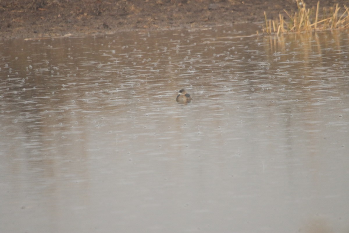 Pied-billed Grebe - Darwin Moreno