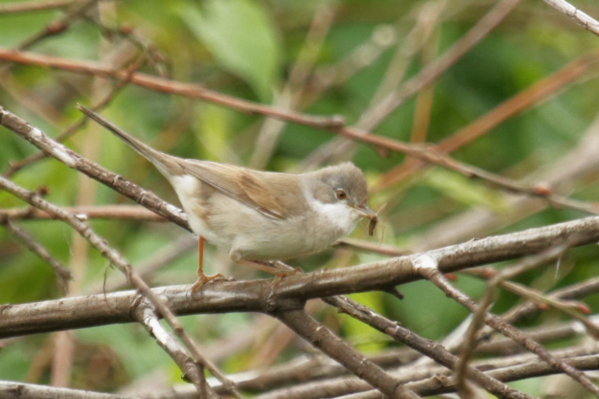 Greater Whitethroat - Jan Roedolf