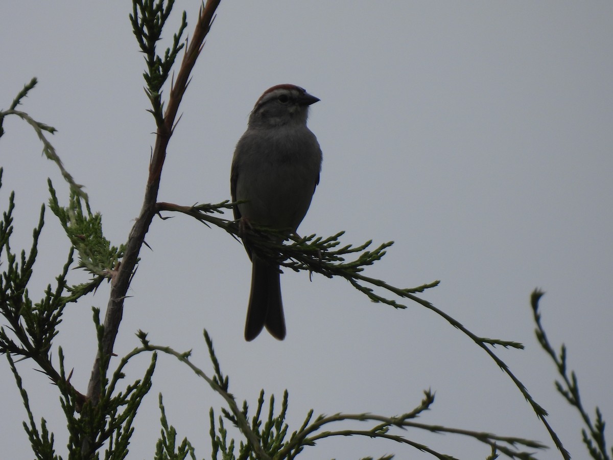 Chipping Sparrow - ML619626062