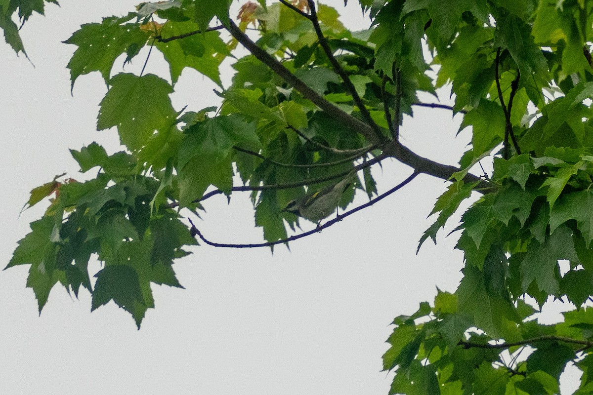 Golden-winged Warbler - Blake Cloninger