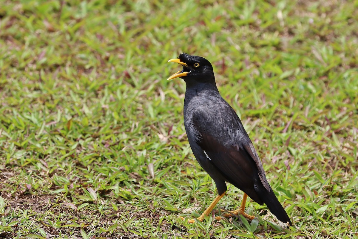 Javan Myna - ML619626066