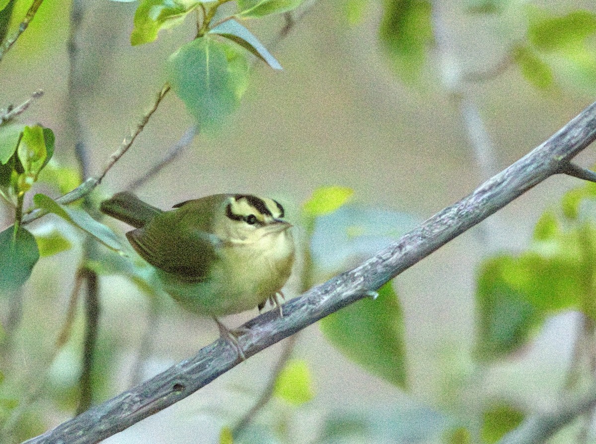 Worm-eating Warbler - David Fraide