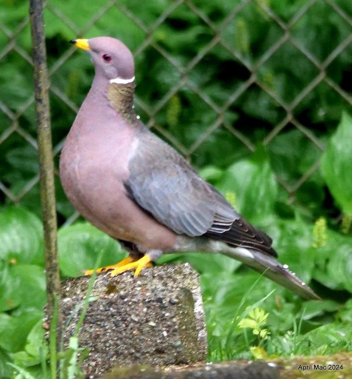 Band-tailed Pigeon - April MacLeod