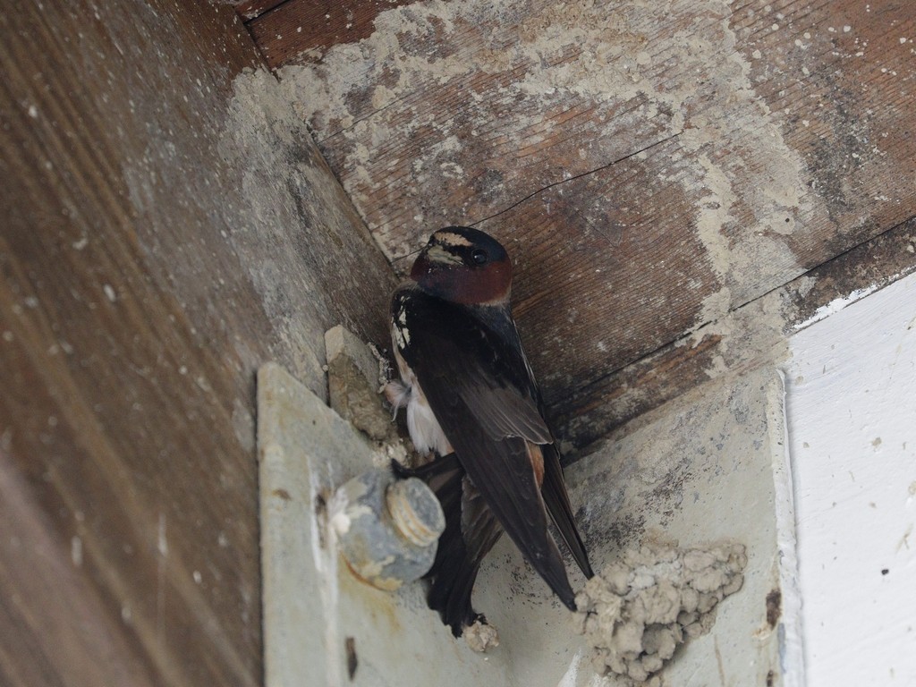 Cliff Swallow - ML619626076