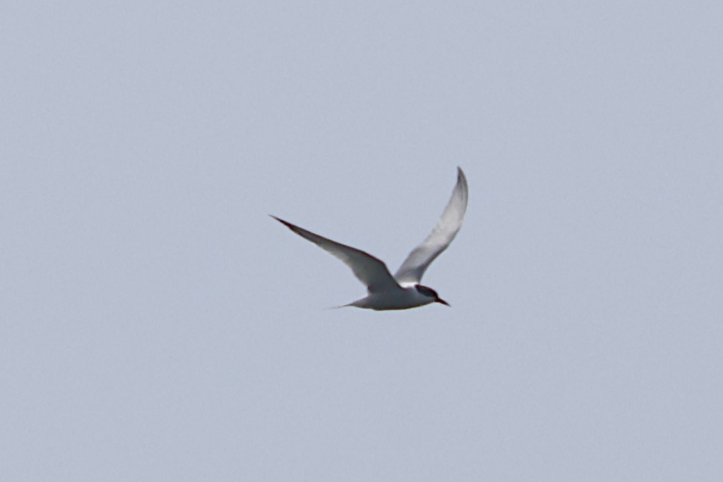 Common Tern - ML619626078