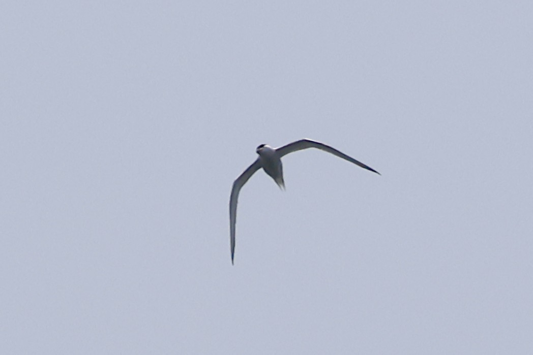 Common Tern - ML619626080