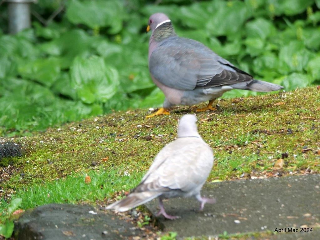 Eurasian Collared-Dove - April MacLeod