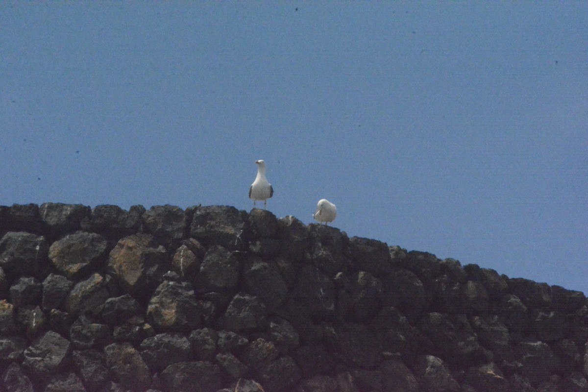 Larus sp. - Jon Uña