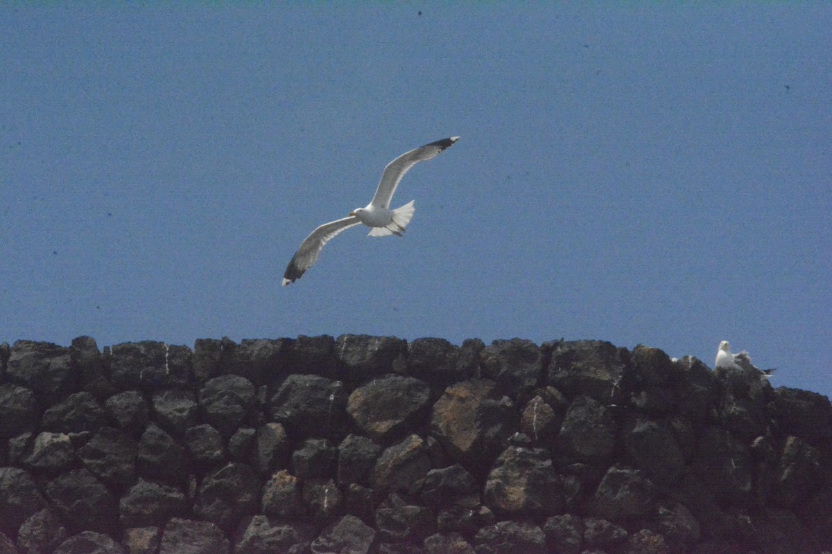 Larus sp. - Jon Uña