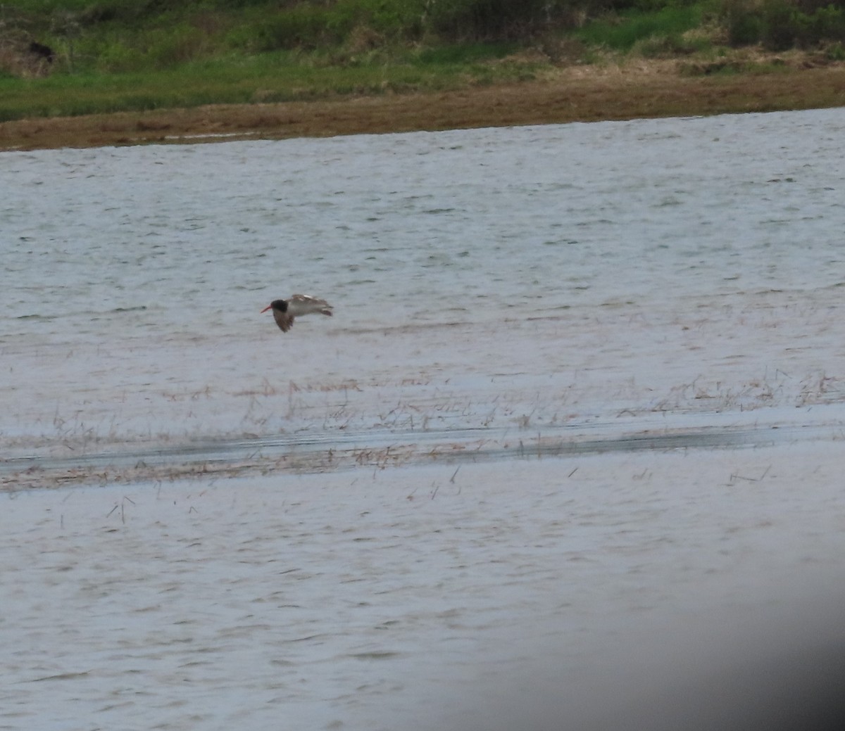 American Oystercatcher - Mary Kennedy