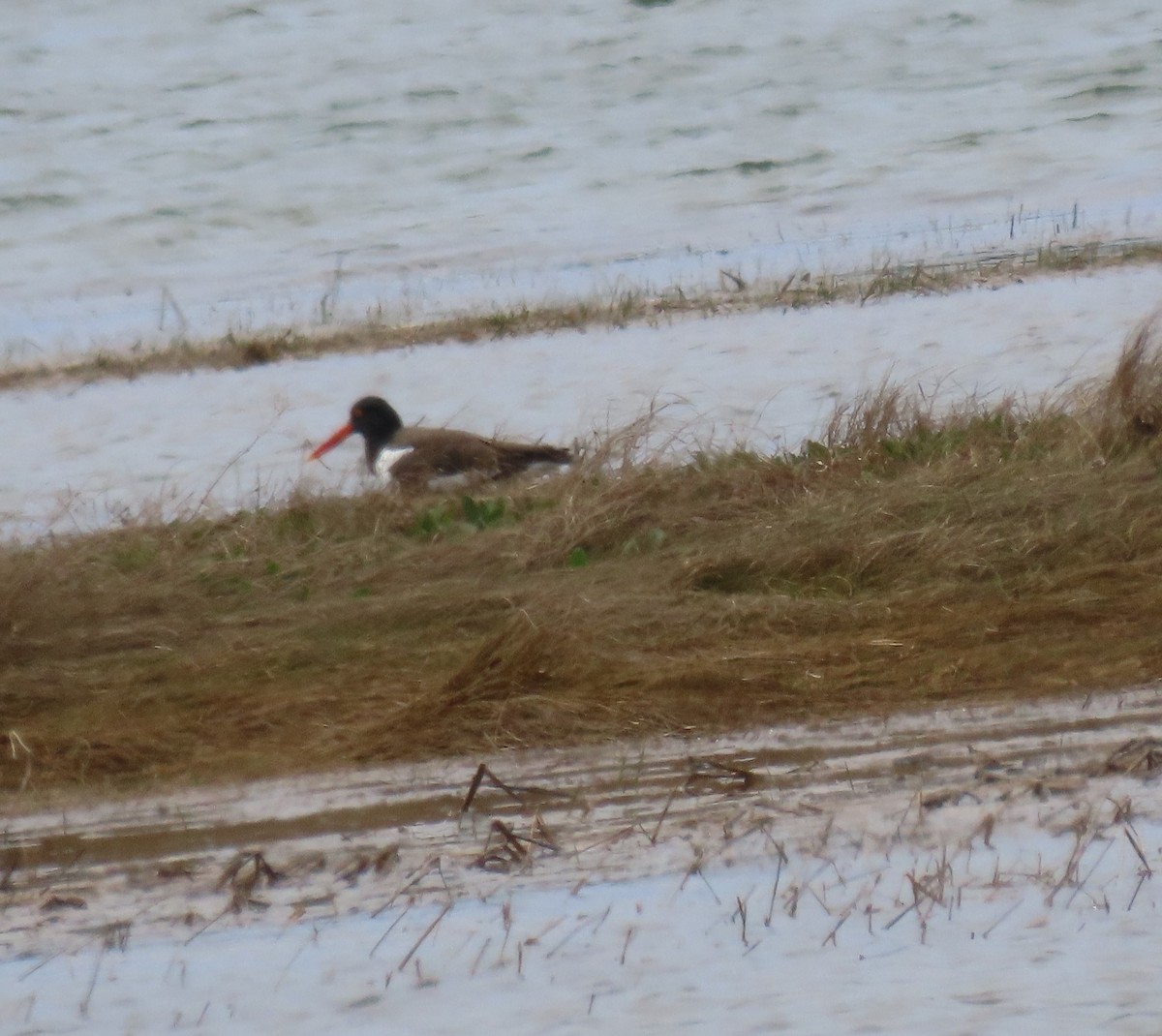 American Oystercatcher - ML619626097