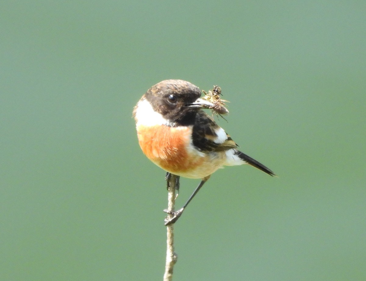 European Stonechat - Gerald Moore