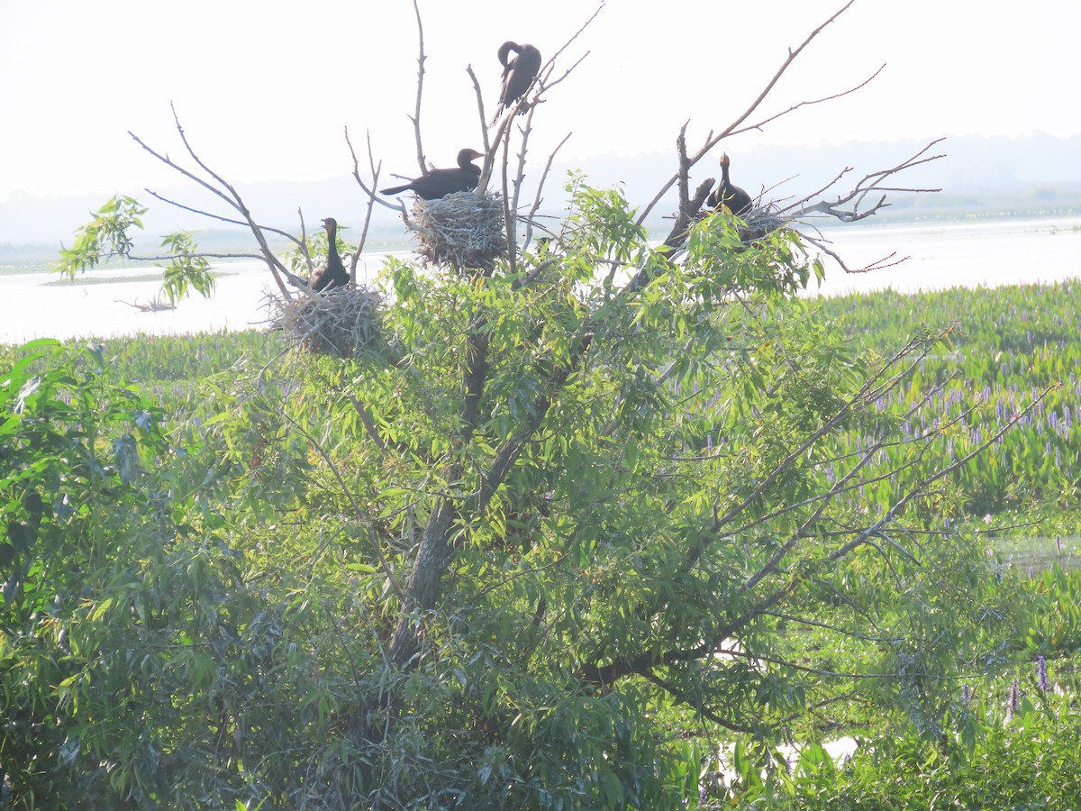 Double-crested Cormorant - Lloyd Davis